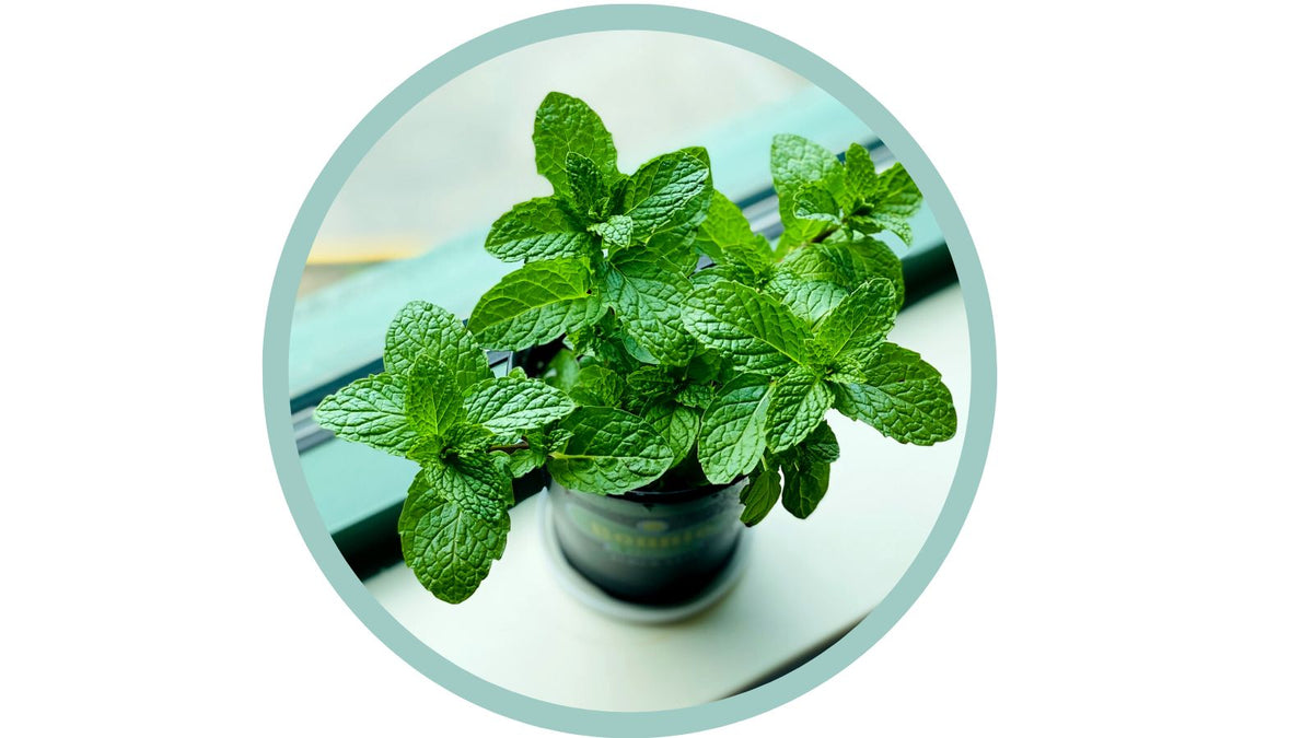 Live by the Water? Here are 10 Summer Plants that Repel Mosquitoes Naturally