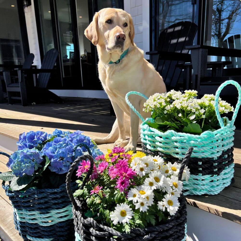 Dog sitting on a wooden deck beside colorful woven flower baskets filled with vibrant pink, purple, and white blooms, creating a cheerful outdoor scene.