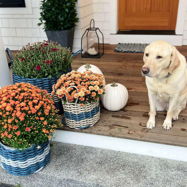 Lobster Rope Basket, Oversized 18 x 13, In the Front Door With Mums, Front Porch Decor